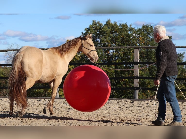 American Quarter Horse Castrone 2 Anni 152 cm Champagne in Müglitztal American Quarter Horse Castrone 2 Anni 152 cm Champagne in Müglitztal
