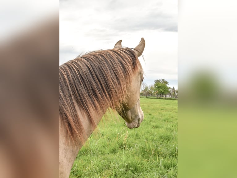 American Quarter Horse Castrone 2 Anni 152 cm Champagne in Rödinghausen