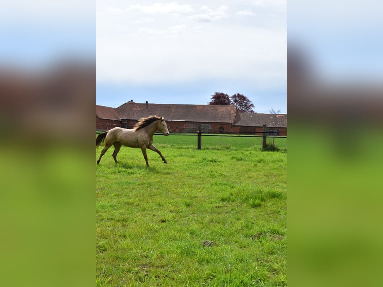 American Quarter Horse Castrone 2 Anni 152 cm Champagne in Rödinghausen