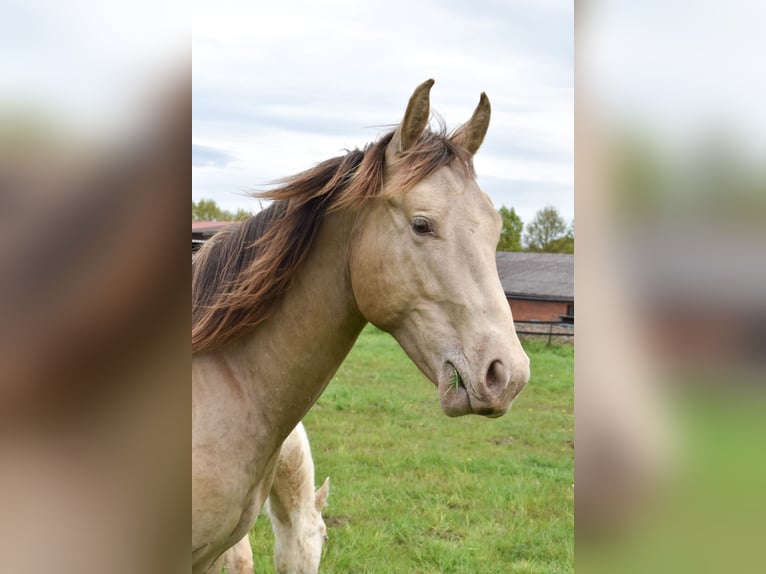 American Quarter Horse Castrone 2 Anni 152 cm Champagne in Rödinghausen