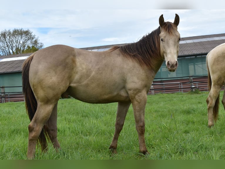 American Quarter Horse Castrone 2 Anni 152 cm Champagne in Rödinghausen