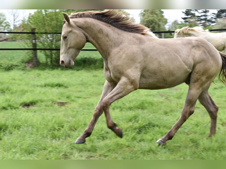 American Quarter Horse Castrone 2 Anni 152 cm Champagne in Rödinghausen