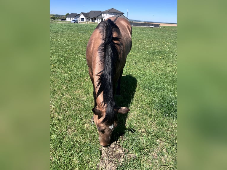 American Quarter Horse Castrone 2 Anni 152 cm Falbo baio in Petit-Réderching