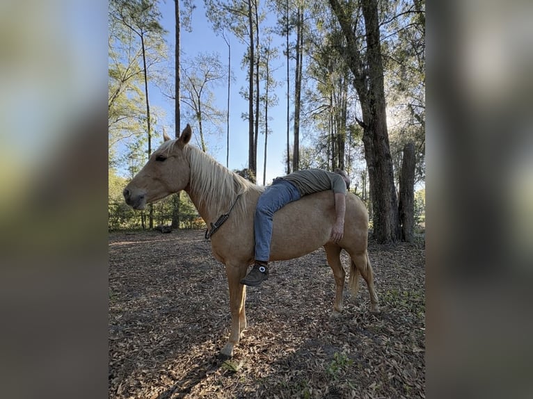 American Quarter Horse Castrone 2 Anni 152 cm Palomino in Williston
