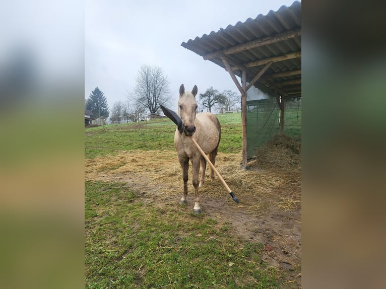 American Quarter Horse Castrone 2 Anni 152 cm Palomino in Schönbrunn