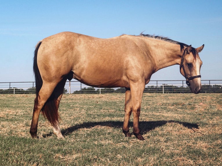 American Quarter Horse Castrone 2 Anni 152 cm Pelle di daino in Gainesville