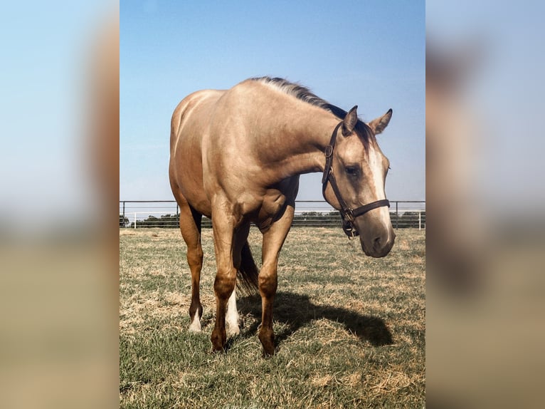 American Quarter Horse Castrone 2 Anni 152 cm Pelle di daino in Gainesville