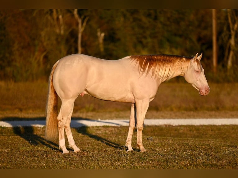 American Quarter Horse Castrone 2 Anni 152 cm Perlino in Waco, TX