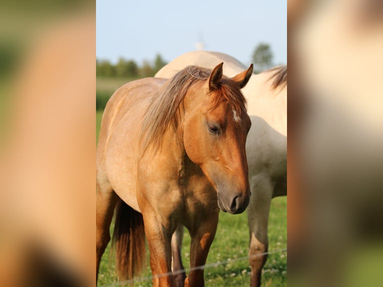 American Quarter Horse Castrone 2 Anni 152 cm Roano rosso in Elmenhorst-Lichtenhagen