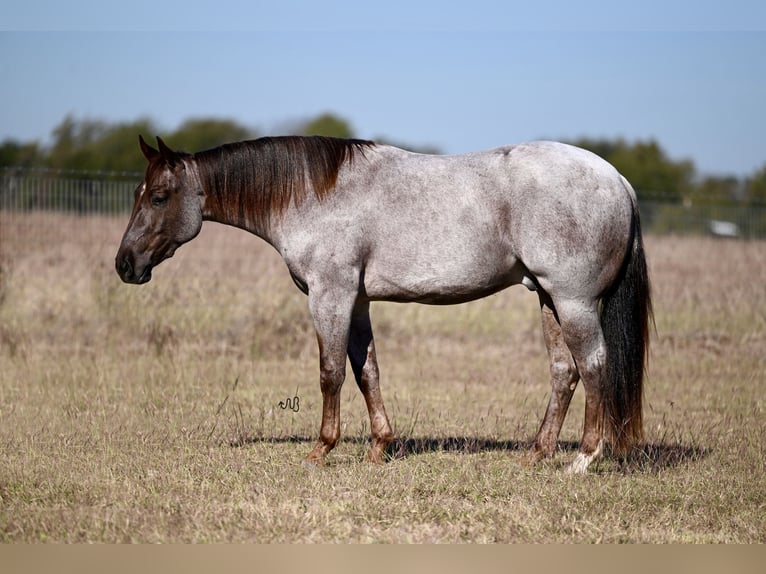 American Quarter Horse Castrone 2 Anni 152 cm Roano rosso in Waco, TX