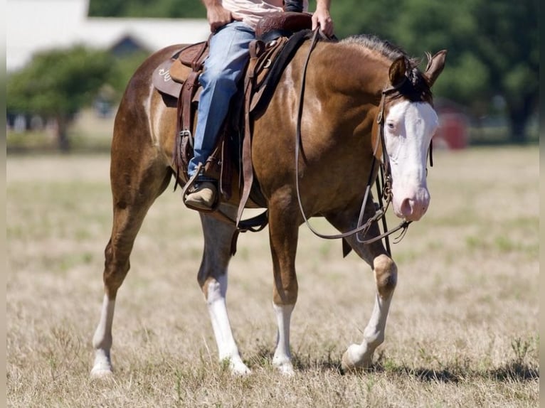 American Quarter Horse Castrone 2 Anni 152 cm Sauro ciliegia in Waco, TX