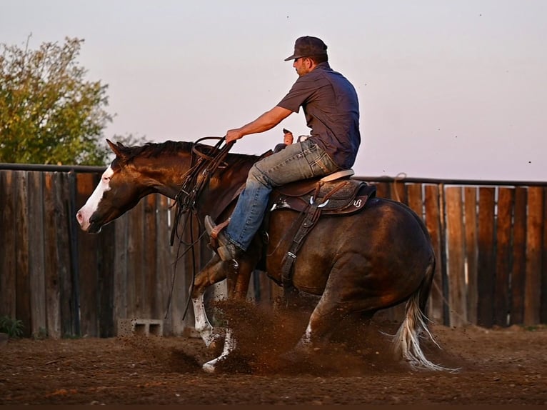 American Quarter Horse Castrone 2 Anni 152 cm Sauro ciliegia in Waco, TX