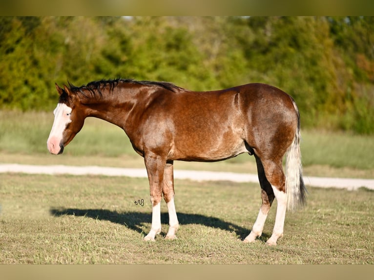 American Quarter Horse Castrone 2 Anni 152 cm Sauro ciliegia in Waco, TX