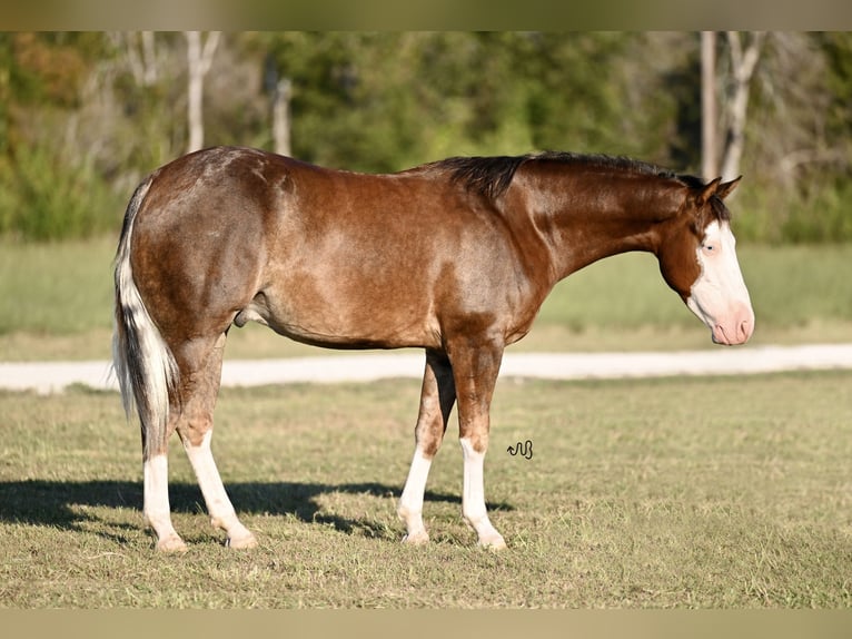 American Quarter Horse Castrone 2 Anni 152 cm Sauro ciliegia in Waco, TX