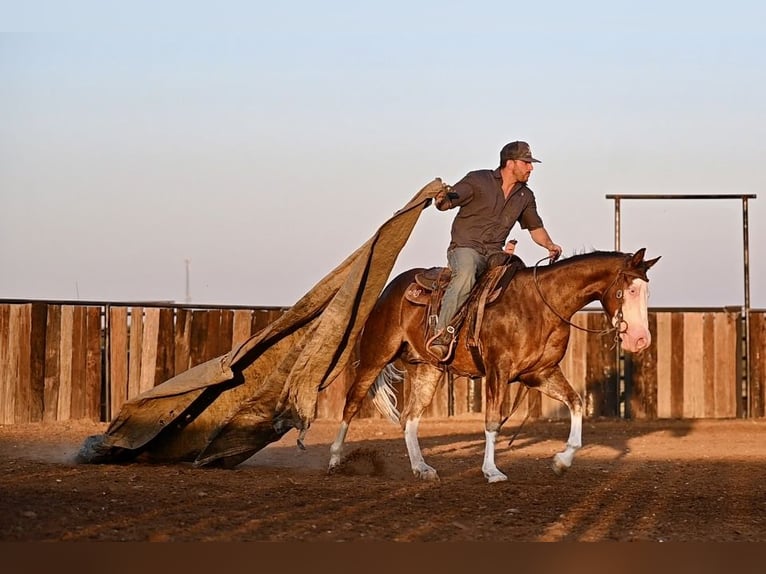 American Quarter Horse Castrone 2 Anni 152 cm Sauro ciliegia in Waco, TX