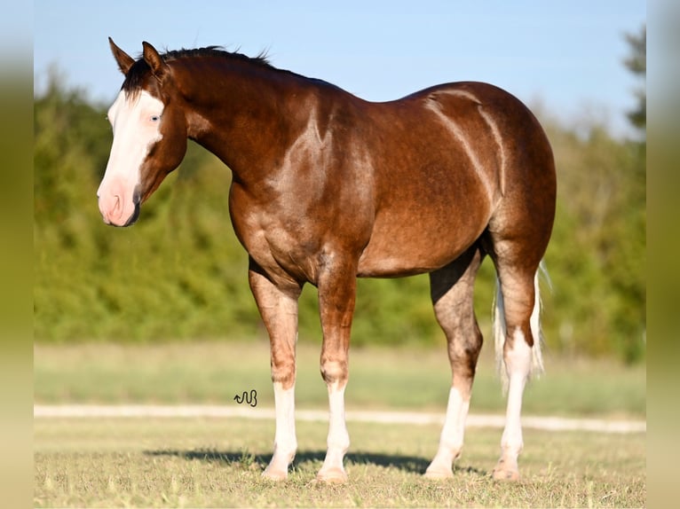 American Quarter Horse Castrone 2 Anni 152 cm Sauro ciliegia in Waco, TX