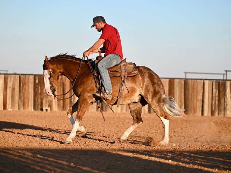 American Quarter Horse Castrone 2 Anni 152 cm Sauro ciliegia in Waco, TX