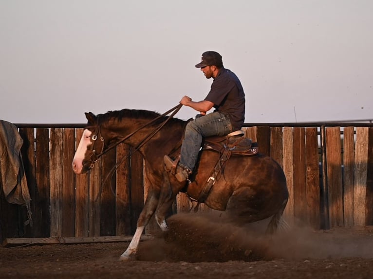 American Quarter Horse Castrone 2 Anni 152 cm Sauro ciliegia in Waco, TX