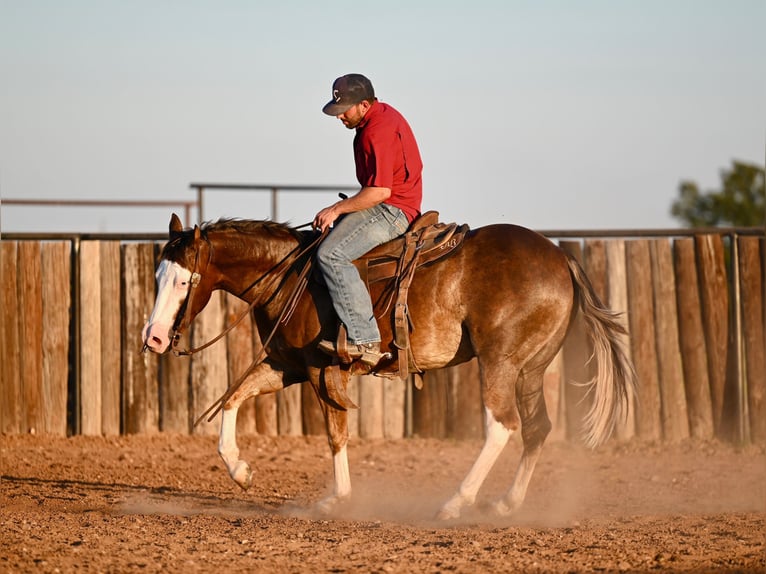 American Quarter Horse Castrone 2 Anni 152 cm Sauro ciliegia in Waco, TX