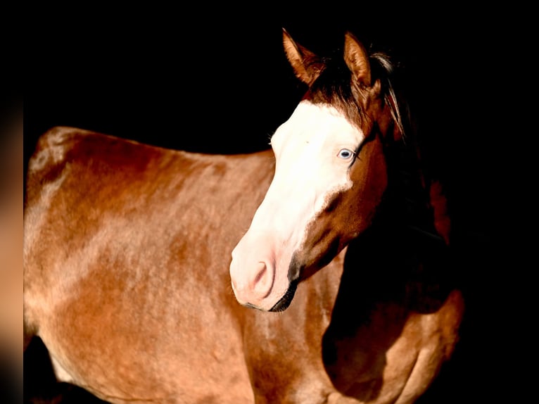 American Quarter Horse Castrone 2 Anni 152 cm Sauro ciliegia in Waco, TX