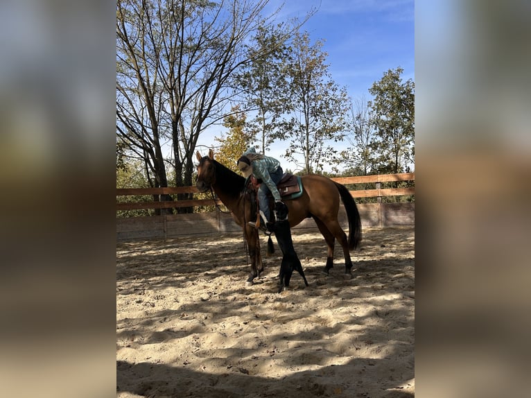 American Quarter Horse Castrone 2 Anni 153 cm in Cortazzone