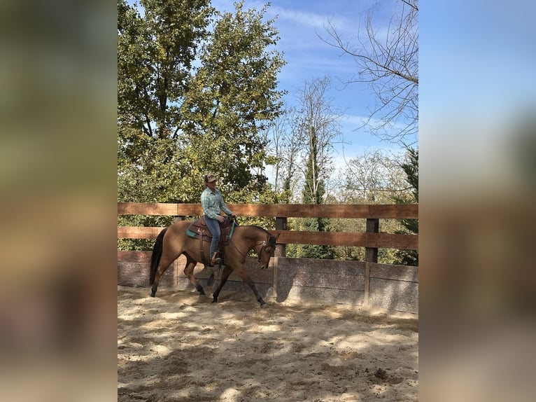 American Quarter Horse Castrone 2 Anni 153 cm in Cortazzone