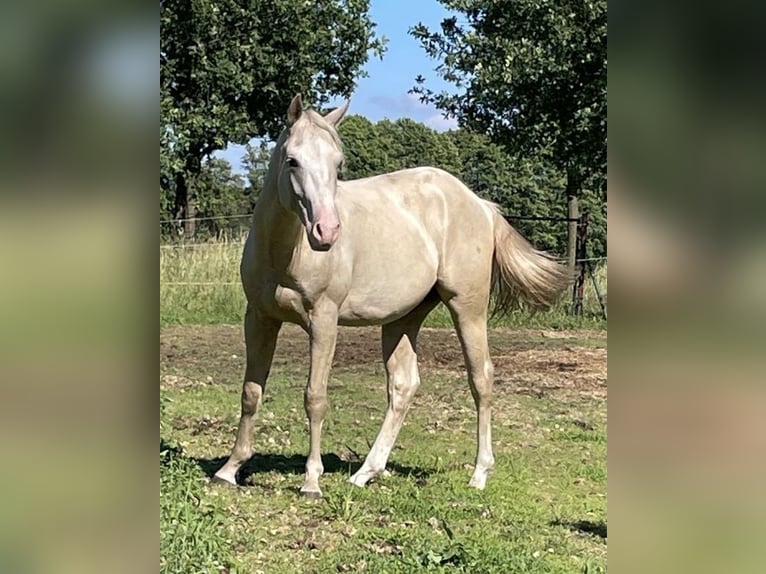 American Quarter Horse Castrone 2 Anni 153 cm Palomino in Treuenbrietzen