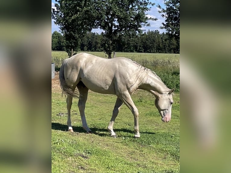 American Quarter Horse Castrone 2 Anni 153 cm Palomino in Treuenbrietzen