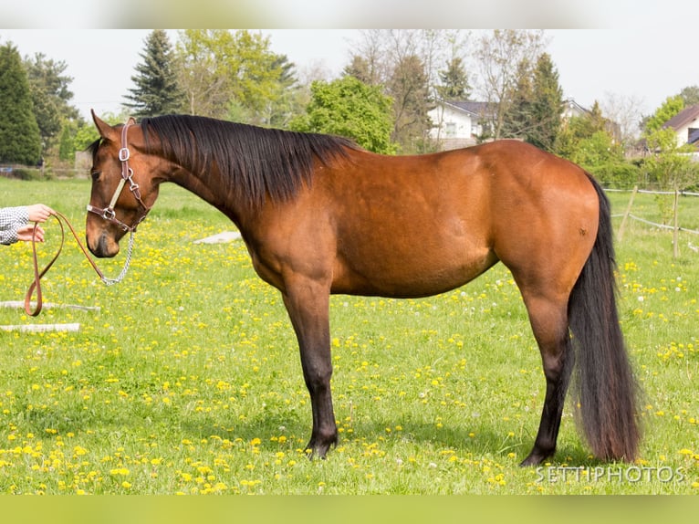 American Quarter Horse Castrone 2 Anni 153 cm Pelle di daino in Sellin