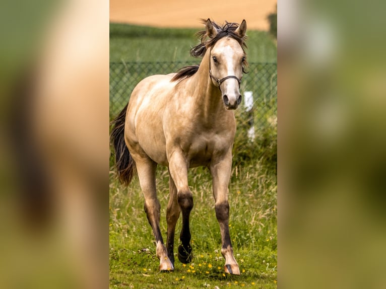 American Quarter Horse Castrone 2 Anni 153 cm Pelle di daino in Duingen