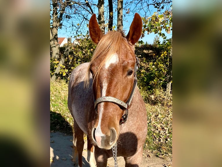 American Quarter Horse Castrone 2 Anni 153 cm Roano rosso in Stahnsdorf