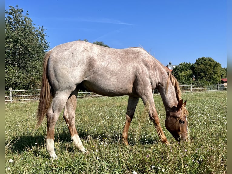 American Quarter Horse Castrone 2 Anni 153 cm Roano rosso in Stahnsdorf