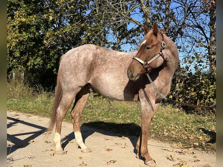 American Quarter Horse Castrone 2 Anni 153 cm Roano rosso in Stahnsdorf