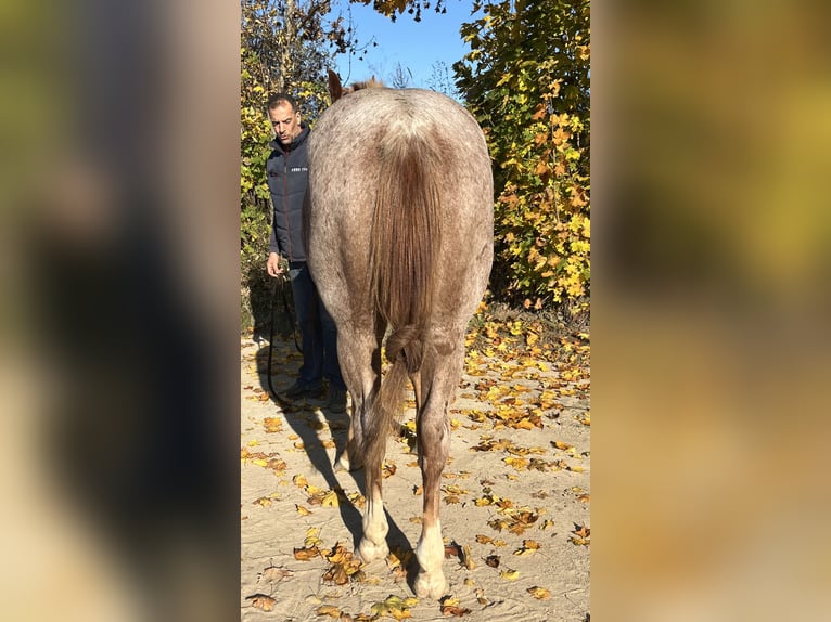 American Quarter Horse Castrone 2 Anni 153 cm Roano rosso in Stahnsdorf