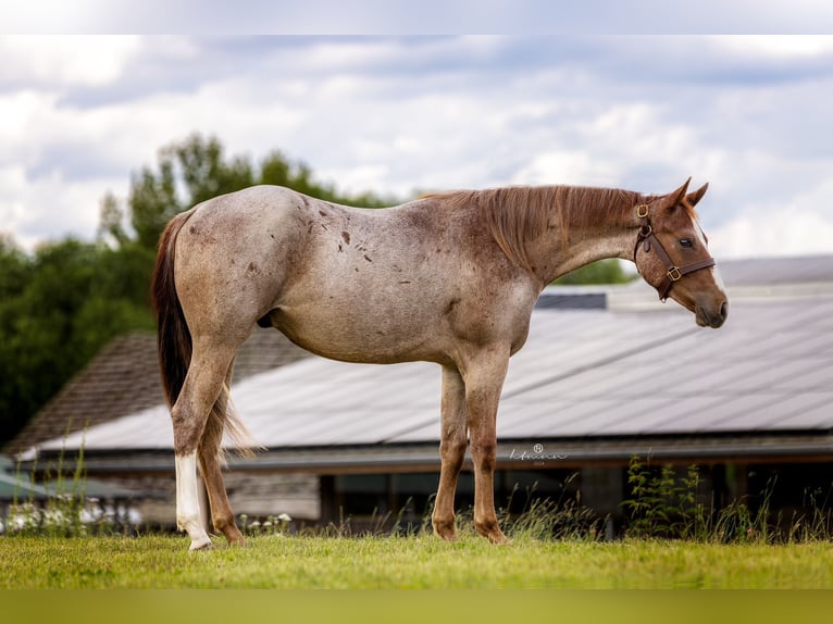 American Quarter Horse Castrone 2 Anni 153 cm Roano rosso in Regenstauf