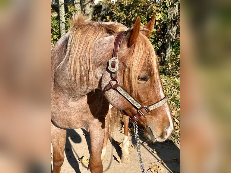 American Quarter Horse Castrone 2 Anni 153 cm Roano rosso in Stahnsdorf