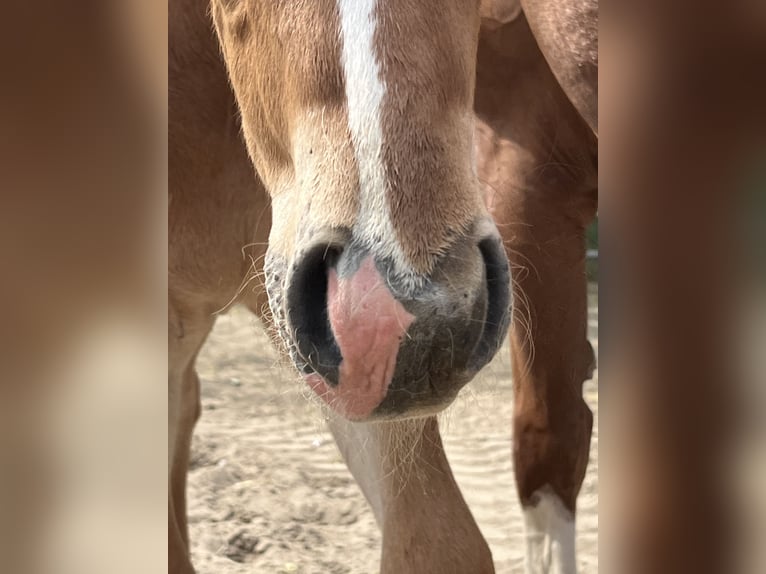 American Quarter Horse Castrone 2 Anni 153 cm Roano rosso in Stahnsdorf