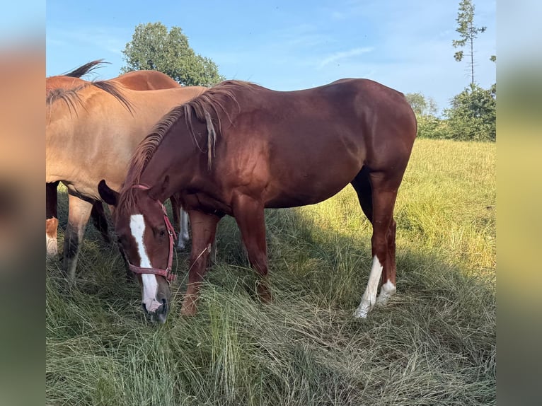 American Quarter Horse Castrone 2 Anni 153 cm Sauro in Daleiden