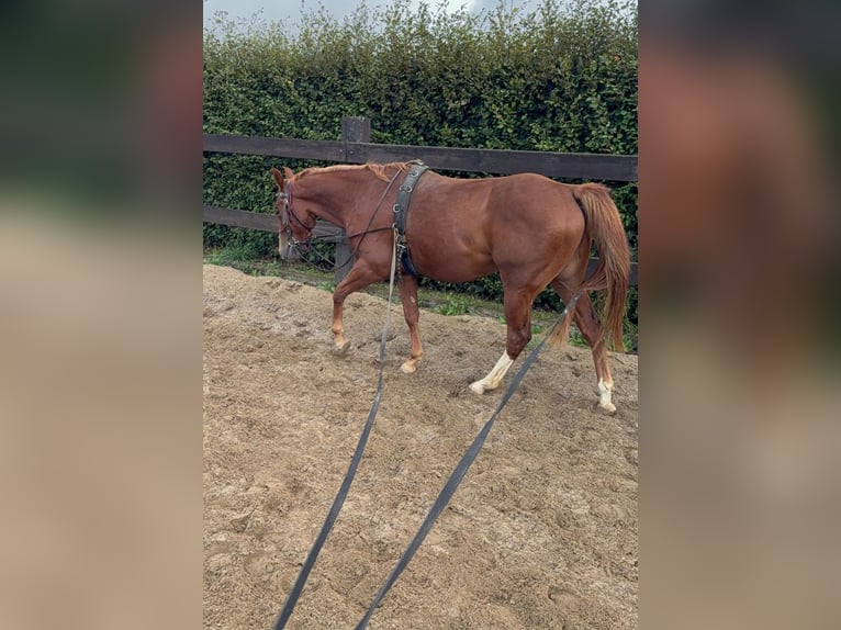 American Quarter Horse Castrone 2 Anni 153 cm Sauro in Daleiden