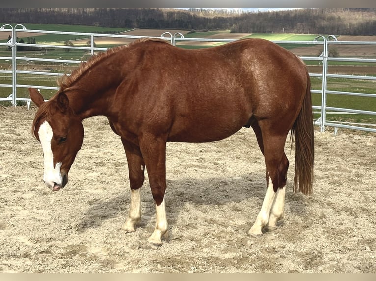 American Quarter Horse Castrone 2 Anni 153 cm Sauro in Duingen American Quarter Horse Castrone 2 Anni 153 cm Sauro in Duingen