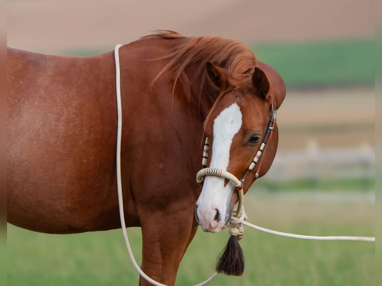 American Quarter Horse Castrone 2 Anni 153 cm Sauro in Duingen
