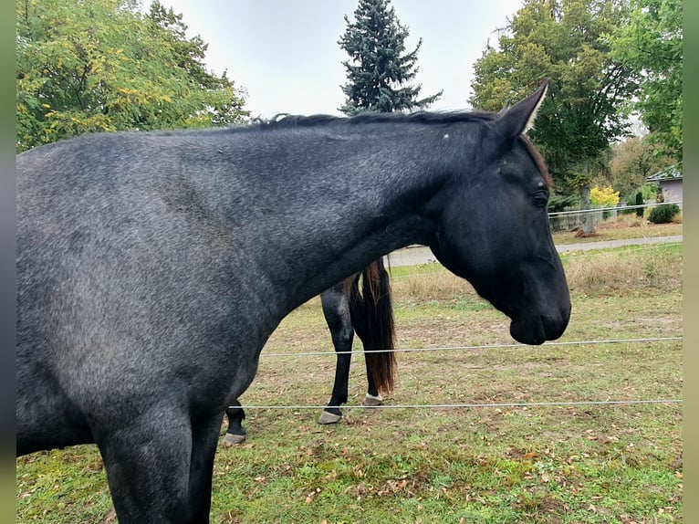 American Quarter Horse Castrone 2 Anni 154 cm Roano blu in Zerbst