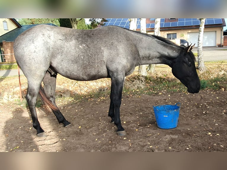 American Quarter Horse Castrone 2 Anni 154 cm Roano blu in Zerbst