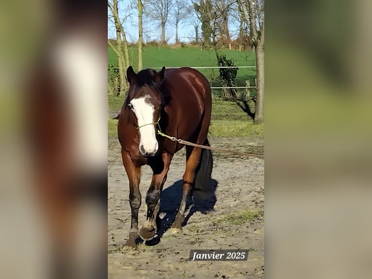 American Quarter Horse Castrone 2 Anni 155 cm Baio in Lonlay l'Abbaye