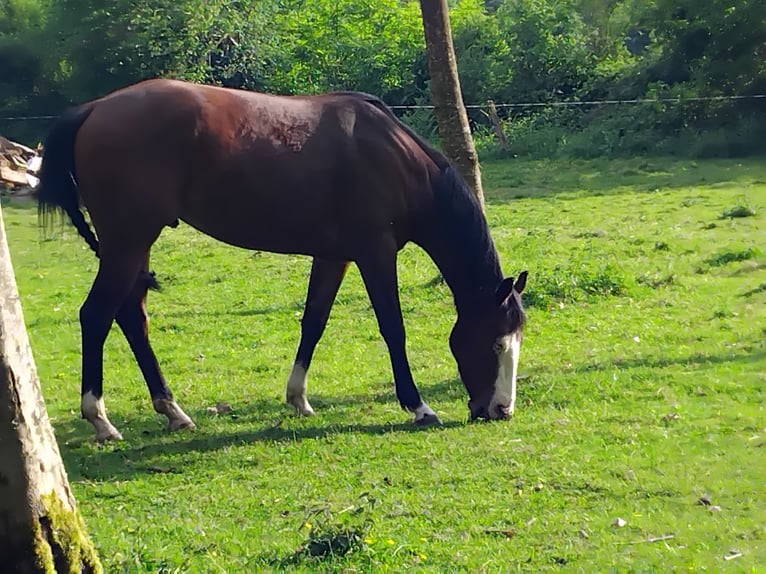 American Quarter Horse Castrone 2 Anni 155 cm Baio in Lonlay l'Abbaye