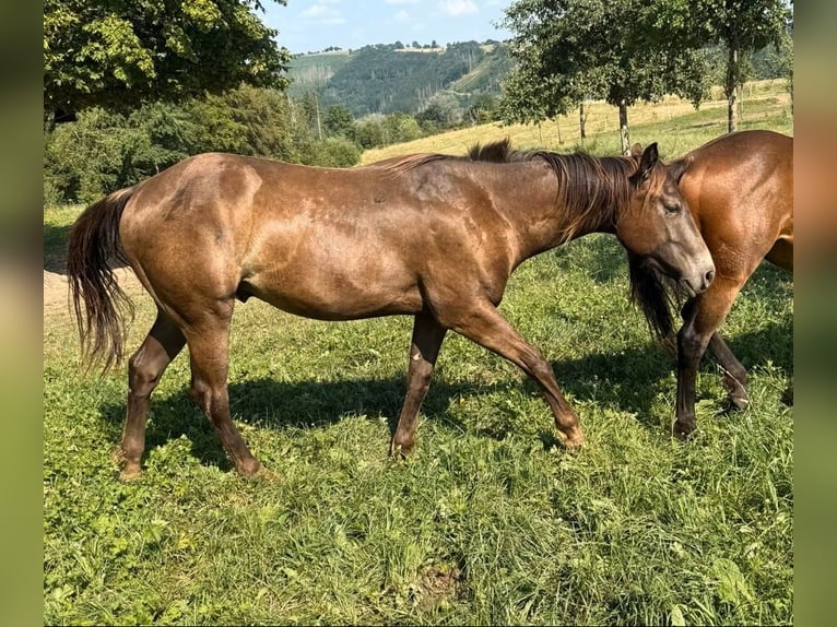 American Quarter Horse Mix Castrone 2 Anni 155 cm  in Daleiden