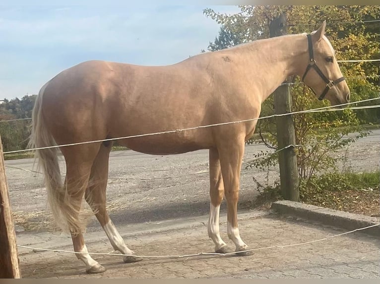 American Quarter Horse Castrone 2 Anni 155 cm Palomino in Wasserburg am Inn