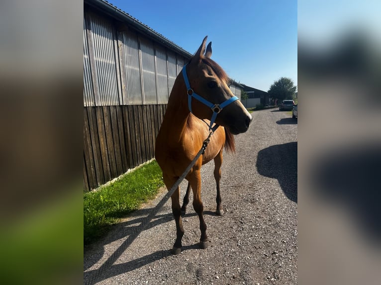 American Quarter Horse Castrone 2 Anni 155 cm Pelle di daino in Freihung - Thansüß