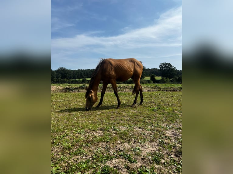 American Quarter Horse Castrone 2 Anni 155 cm Pelle di daino in Freihung - Thansüß