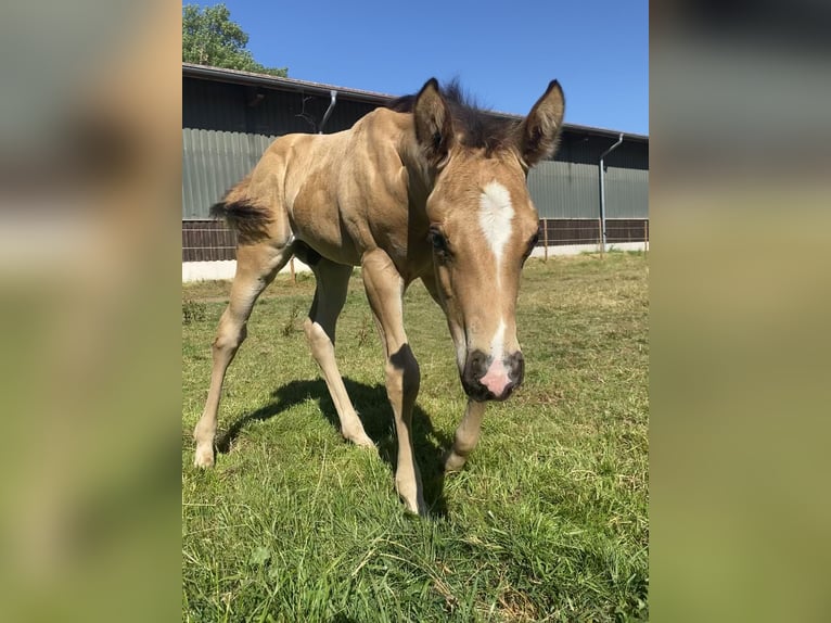 American Quarter Horse Castrone 2 Anni 155 cm Pelle di daino in Freihung - Thansüß